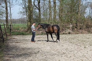 paardentherapie